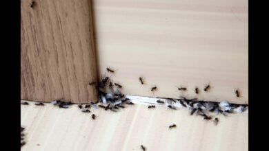 طرق فعالة للقضاء على النمل