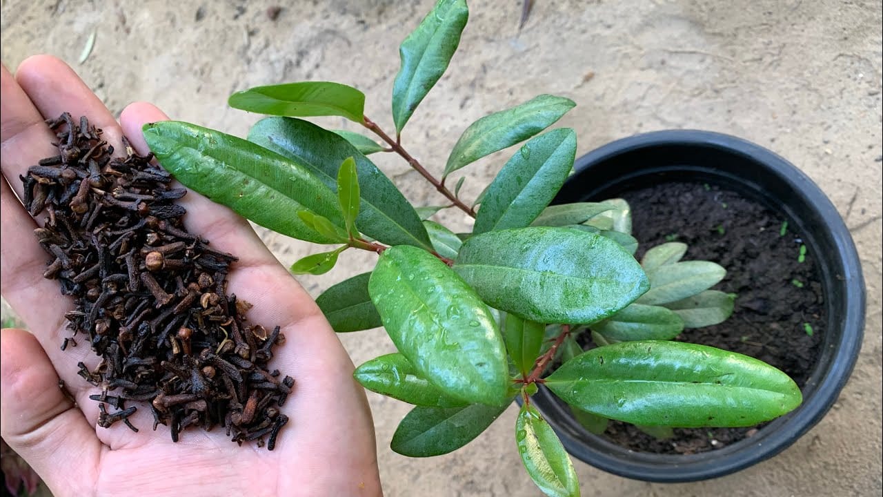 طريقة زراعة القرنفل في المنزل والحصول علي كمية وفيرة بدون تكاليف والاستمتاع برائحة فواحهة