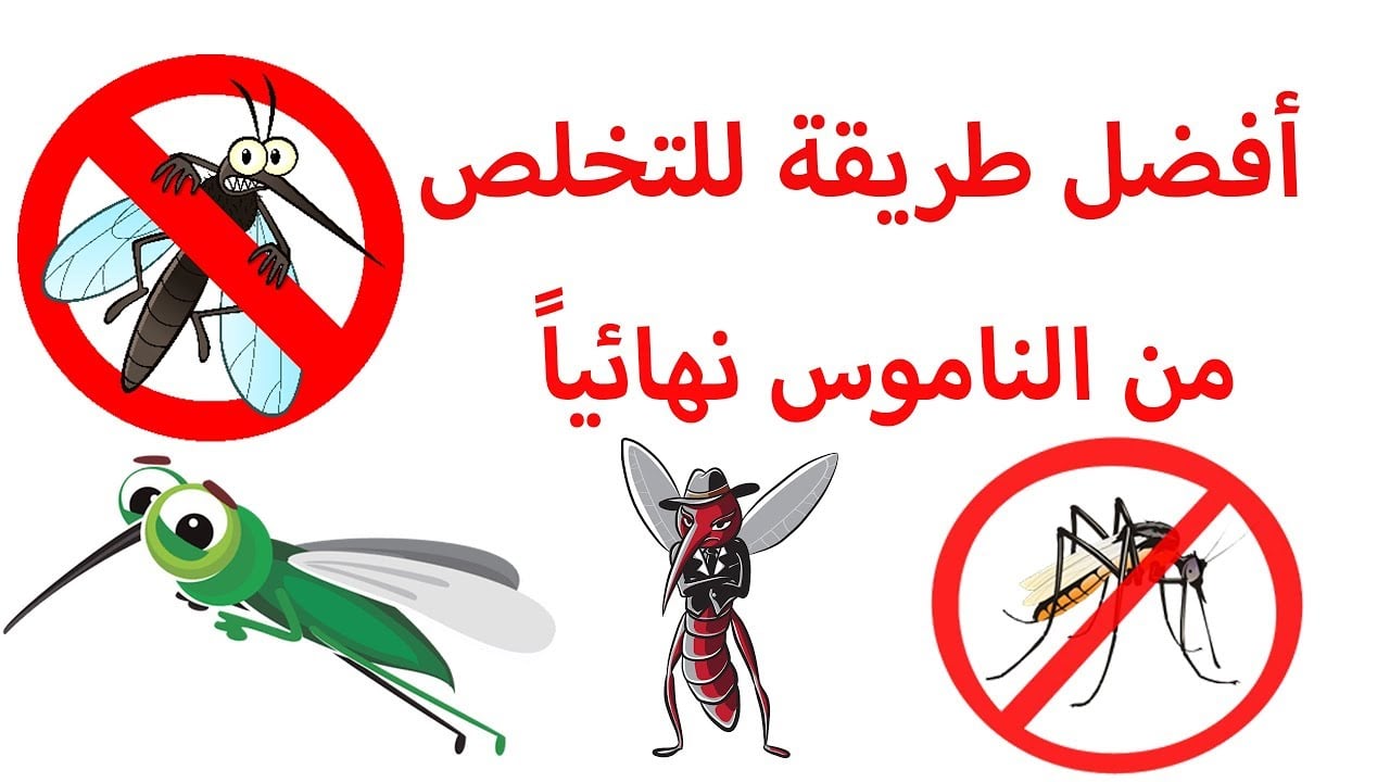 ودّعي لدغات الناموس… وصفات طبيعية فعّالة وآمنة لطرده من المنزل