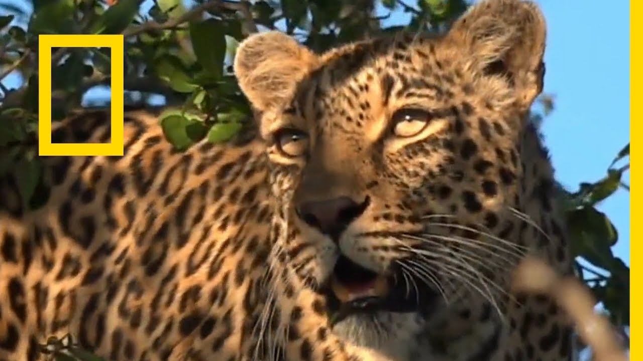 تابع مغامرات الحيوانات البرية واستقبل تردد قناة ناشيونال جيوغرافيك علي النايل سات 2024