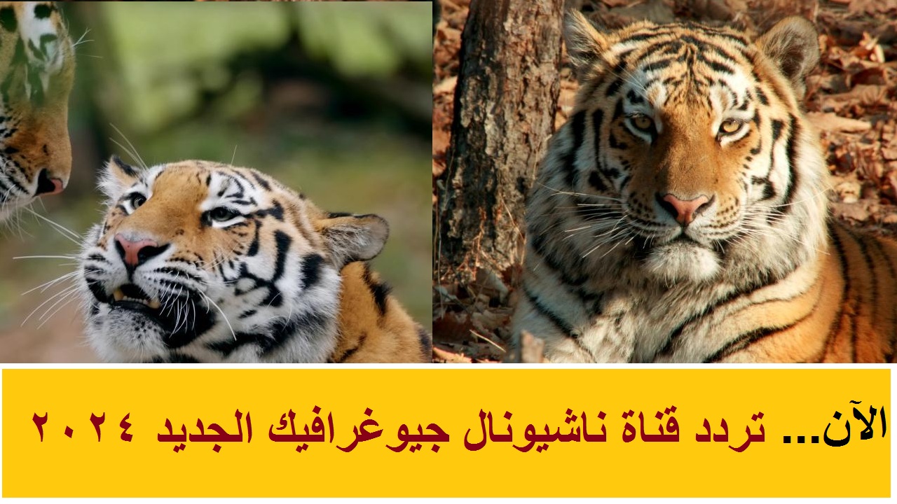 تردد تردد قناة ناشيونال جيوغرافيك 2025 الجديد لمتابعُة اروع البرامج الوثائقية على النايل سات