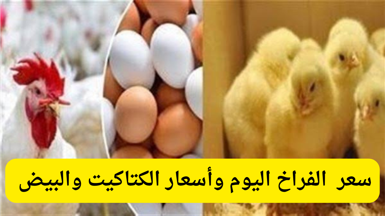 أسعار بورصة الدواجن اليوم.. سعر الفراخ والبيض والكتاكيت الأثنين 16 ديسمبر 2024