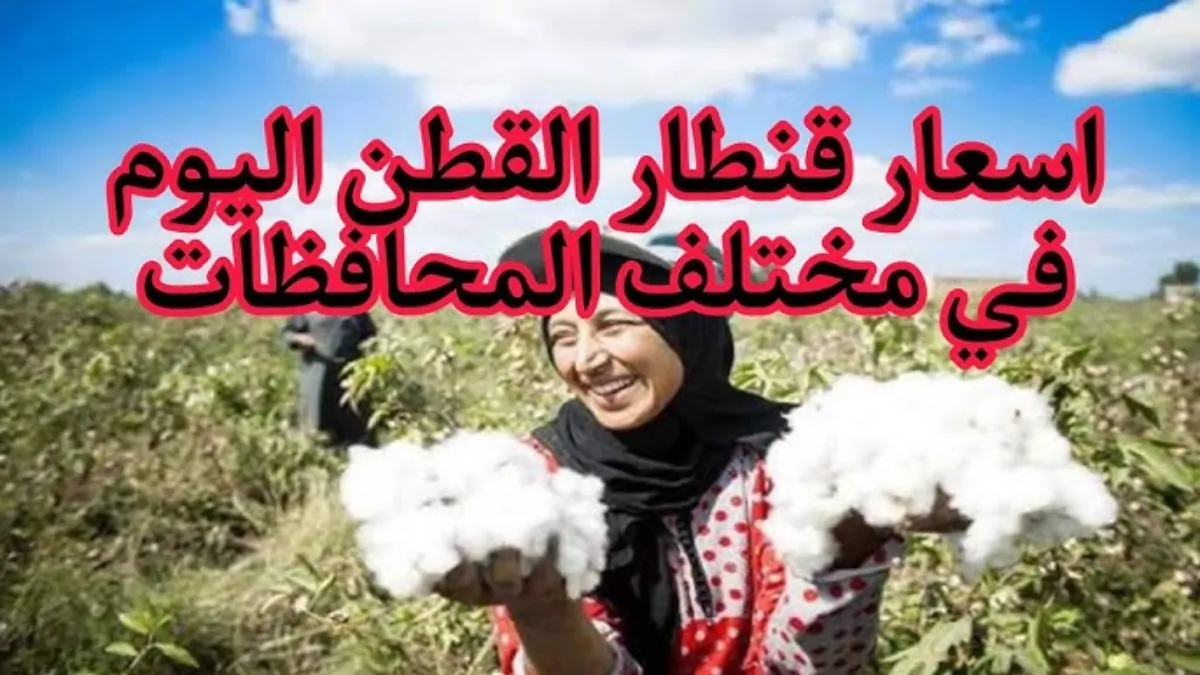 ولعت.. سعر القطن في مزاد اليوم الأربعاء 18 ديسمبر 2024