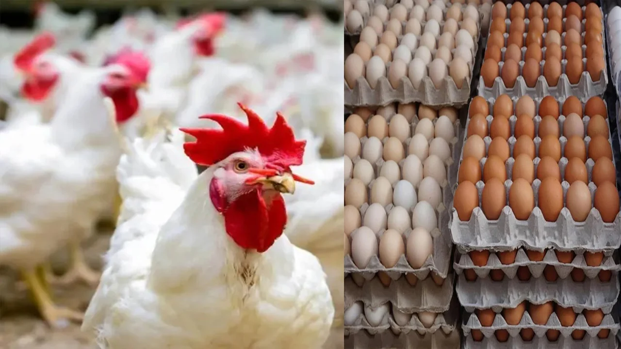 إلحقي هاتي فراخ بيضاء وخزنيها لشهر رمضان.. أسعار الفراخ والبيض اليوم الأربعاء في بورصة الدواجن الرئيسية