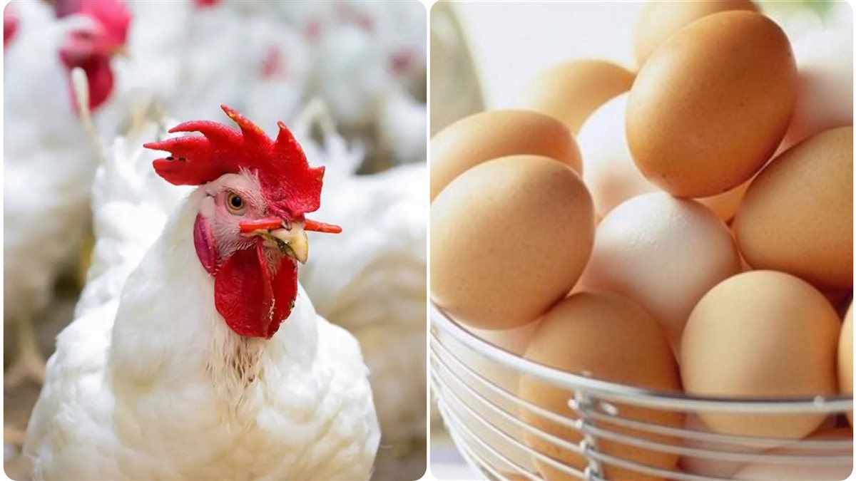 ارتفاع كبير.. سعر الدواجن اليوم والفراخ البيضاء والبيض الأحمر والأبيض 2024