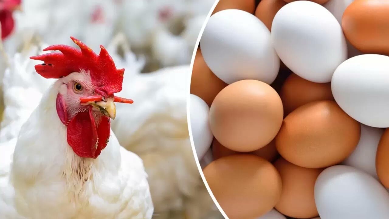 بورصة الدواجن اليوم أسعار الفراخ البيضاء.. سعر كرتونة البيض