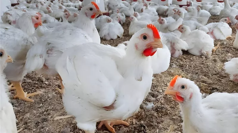 أسعار الفراخ والبيض نهاية تعاملات اليوم الأحد 2-2-2025