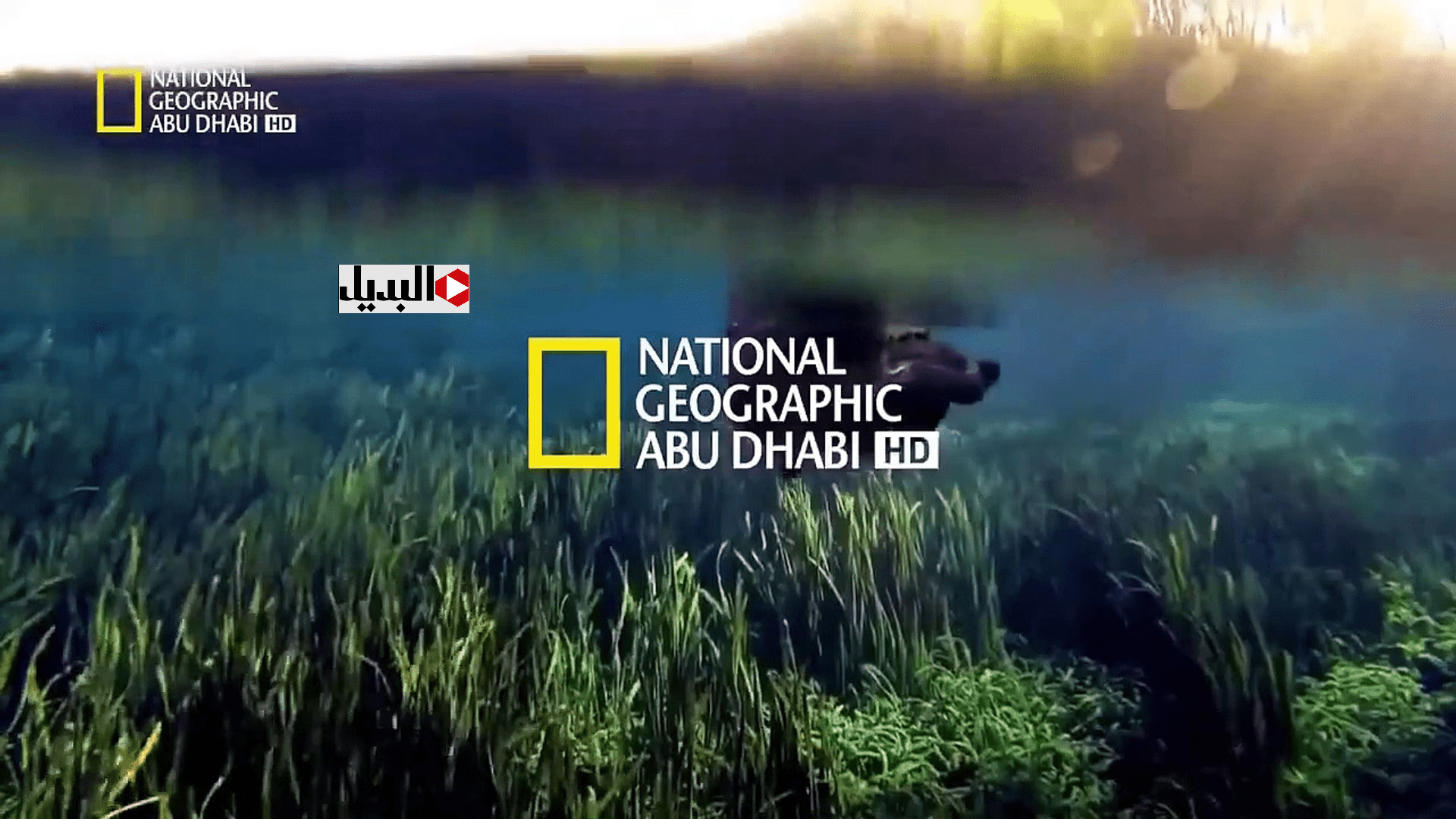 “اكتشف الطبيعـة من حولك” اضبط تردد قناة ناشيونال جيوغرافيك نايل سات 2025 لمتابعة أفضل البرامج الوثائقية الممتعـة
