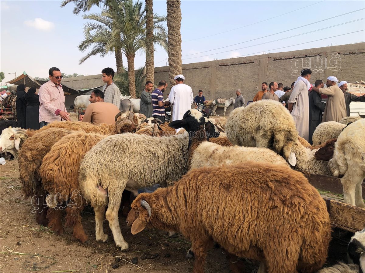 “هتشتري خروف ولا عجل؟؟”.. أسعار الأضاحي في مصر 2025 في الاسواق واسعار اللحوم في محلات الجزارة