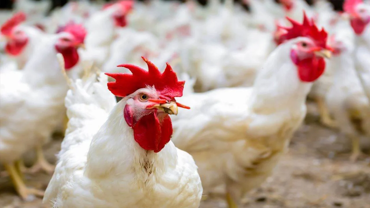 بوصة الدواجن اليوم..بكام أسعار الفراخ في الأسواق المصرية الأحد 18 مايو 2025 وسعر كرتونة البيض