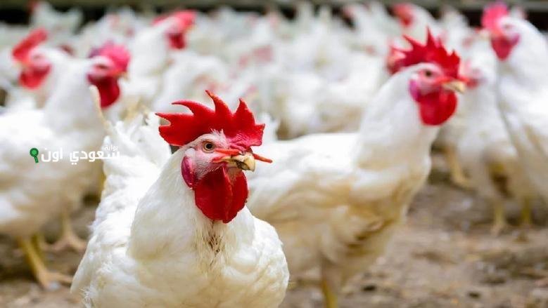 إشتري وخزنى/ مفاجأة غير متوقعة فى أسعار الدواجن اليوم فى الأسواق 2025 وكرتونة البيض تسجل!!