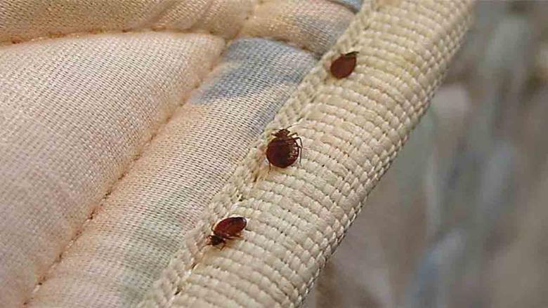 بكيس من الملح تخلصي من البق” حشرة الفراش” نهائيا وبدون عودة