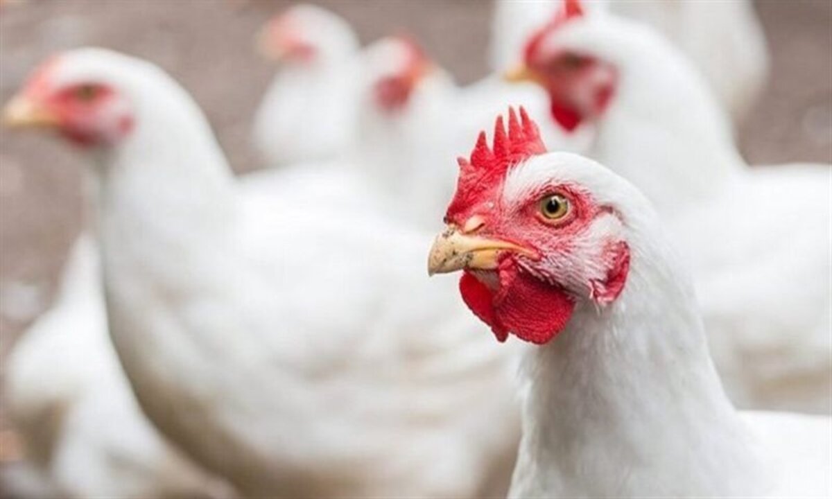 انخفاض مفاجئ في سعر الفراخ البيضاء.. تراجع كبير بأسعار الأبيض والساسو والبلدي