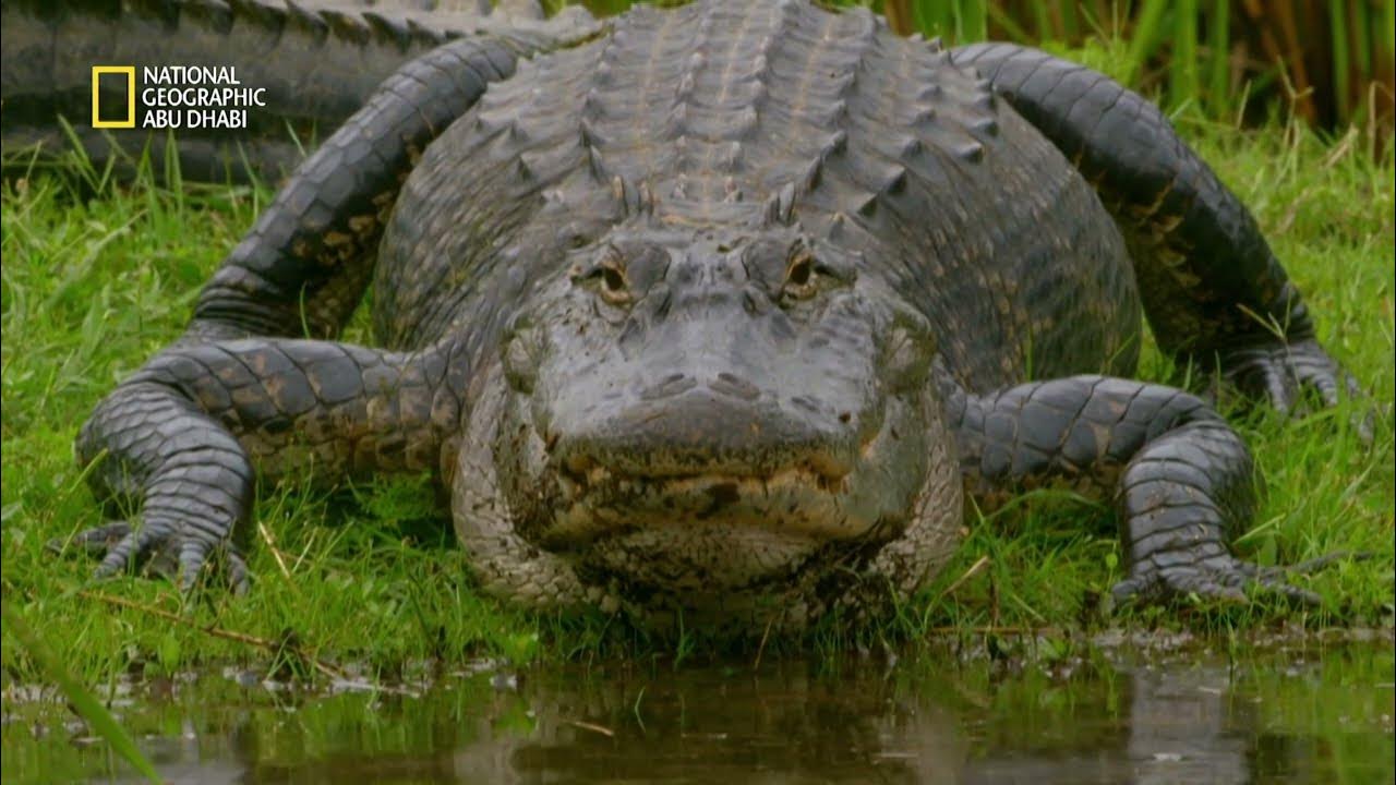 الحياة البرية والعلوم والتكنولوجيا .. تحديث تردد قناة ناشيونال جيوغرافيك على نايل سات 2025 بأعلى جودة