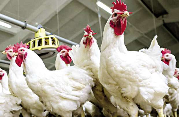 أسعار بورصة الدواجن اليوم بتاريخ يوم 24 من ديسمبر 2025